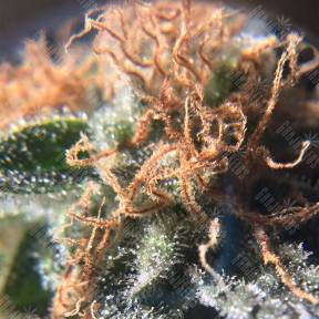 Raspberry Cough feminised Nirvana Seeds