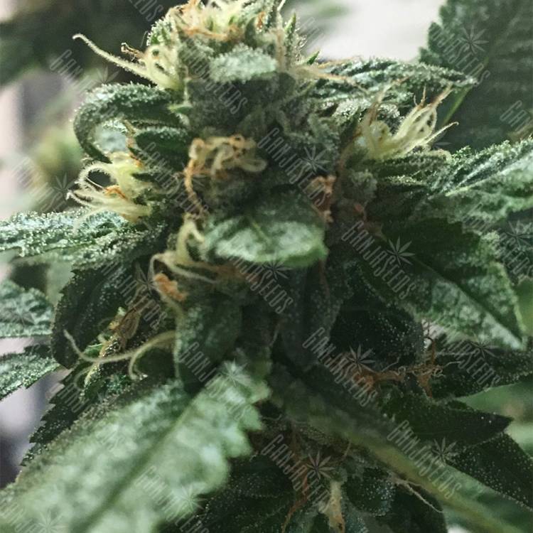 семена сортовой конопли Kosher Kush feminised Reserva Privada