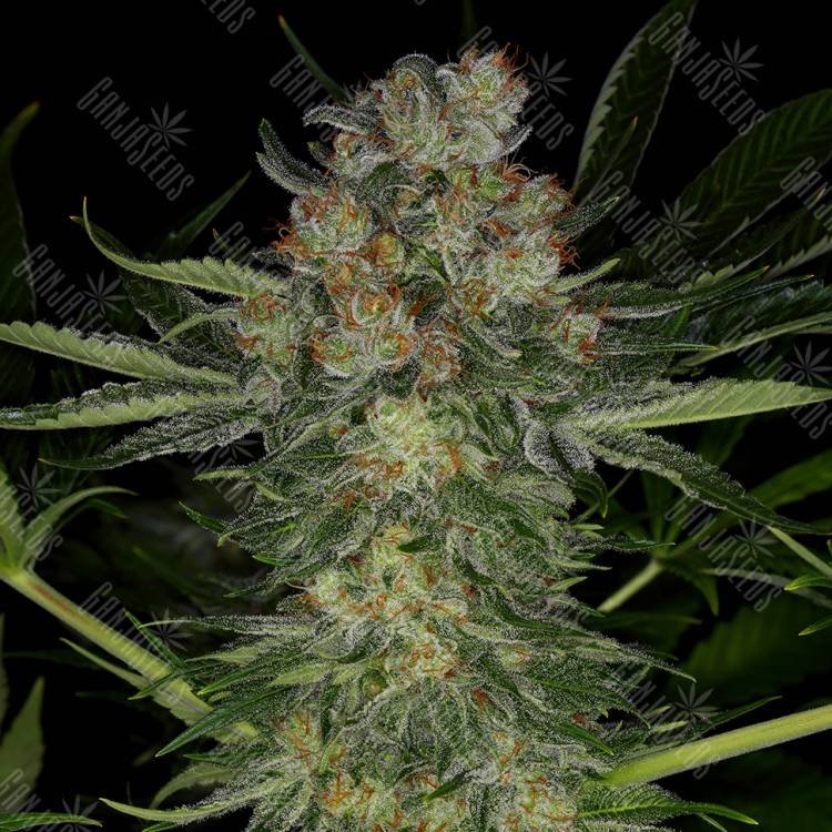 семена культурной конопли купить Serious Kush feminised Serious Seeds семена культурной конопли купить Serious Kush feminised Serious Seeds