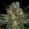 семена конопли курьером Serious Kush feminised Serious Seeds семена конопли курьером Serious Kush feminised Serious Seeds