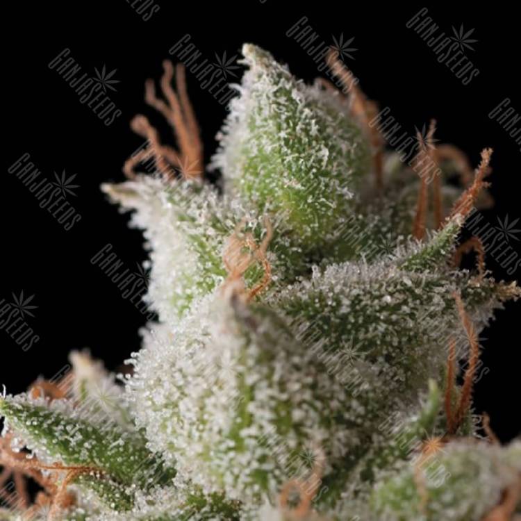 семена конопли в фирменной упаковке Auto White Widow feminised Trikoma Seeds семена конопли в фирменной упаковке Auto White Widow feminised Trikoma Seeds