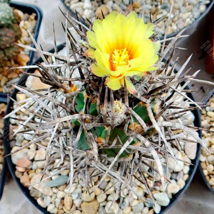 Семена кактуса Astrophytum crassispinum