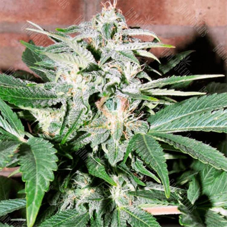 Семена конопли Auto Euforia feminised GanjaLiveSeeds