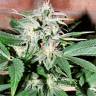 Семена конопли Auto Euforia feminised GanjaLiveSeeds