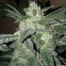 Royal Haze feminised Dinafem Seeds