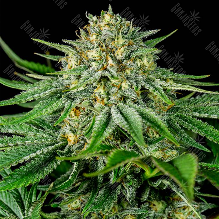 семена конопли Bubba Kush CBD feminised Dinafem Seeds