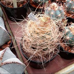 Astrophytum crassispinoides