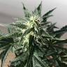 Семена марихуаны Auto Afghan Kush feminised GanjaLiveSeeds