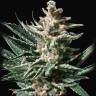 Семя Tropicana Cookies feminised Ganja Seeds купить