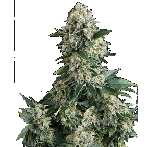 Auto New York City feminised Ganja Seeds