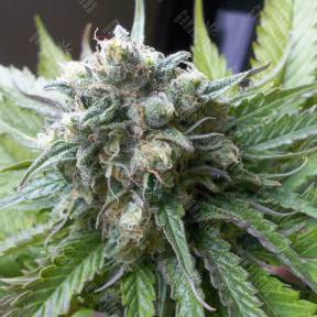 Super Critical Kali Haze feminised Ganja Seeds
