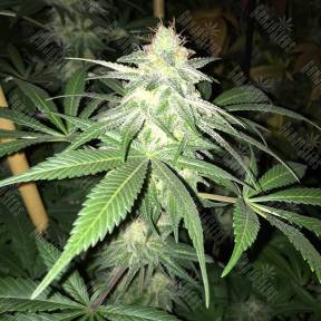 G13 Skunk (G1) regular Ganja Seeds