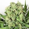 семена конопли дешево Dutch Cheese feminised Dutch Passion Seeds семена конопли дешево Dutch Cheese feminised Dutch Passion Seeds