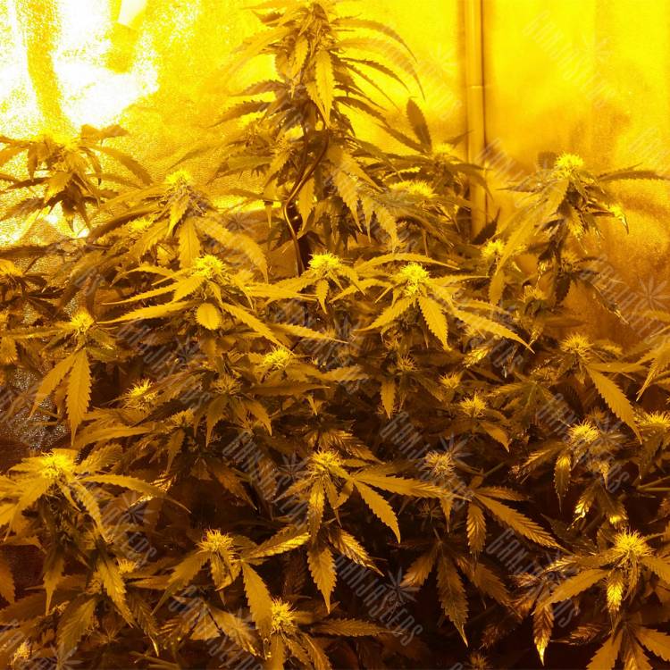 где заказать семена конопли Auto Speedy Boom feminised Kannabia Seeds