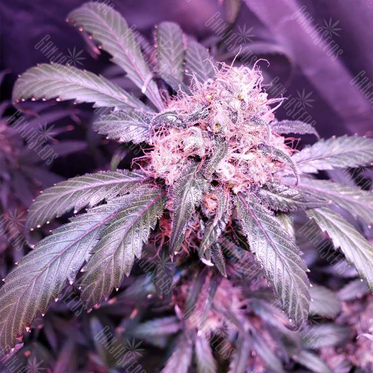 хорошие семена конопли Snow White feminised Nirvana Seeds