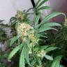 семена конопли курьером Snow White feminised Nirvana Seeds