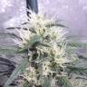 семена конопли дешево Heaven's Fruit feminised Philosopher Seeds