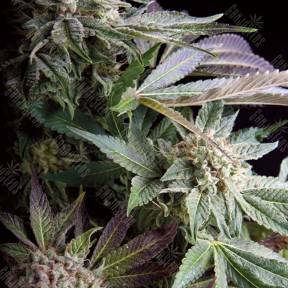 Blueberry feminised Trikoma Seeds