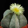 Заказать семена кактуса Astrophytum coahuilense
