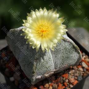 Astrophytum coahuilense