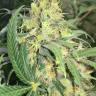 урожайные семена конопли Super Skunk feminised урожайные семена конопли Super Skunk feminised