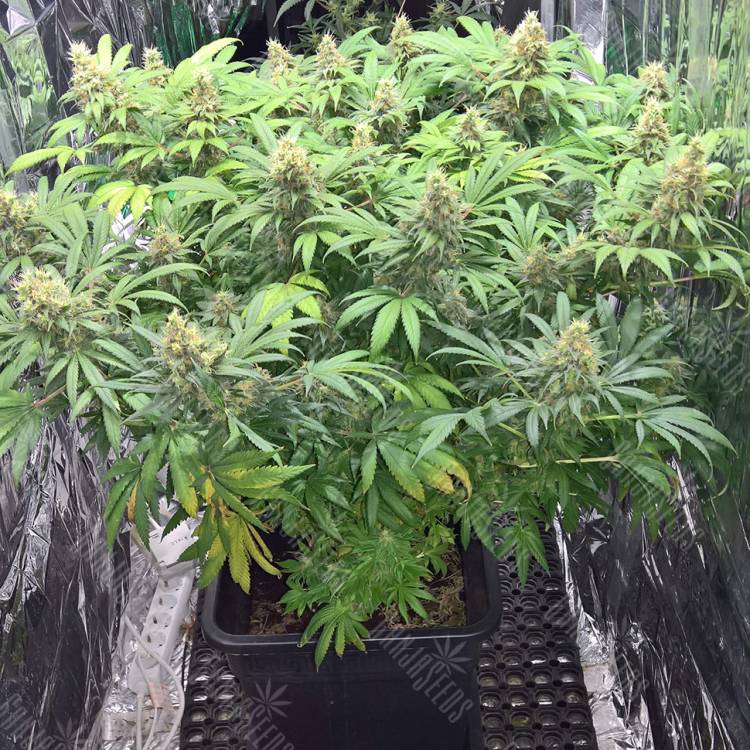 семена конопли в оригинальных упаковках Super Skunk feminised семена конопли в оригинальных упаковках Super Skunk feminised