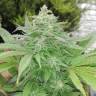 семена конопли марихуаны G-13 feminised