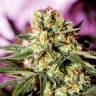 семена конопли аутдор G-13 feminised