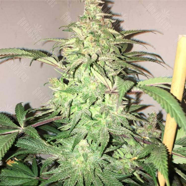 конопля семена сорта заказать Rishi Kush regular Mandala Seeds конопля семена сорта заказать Rishi Kush regular Mandala Seeds