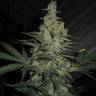 Auto Mix feminised Ganja Seeds