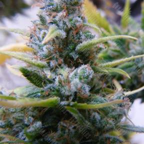 Auto Mix feminised Ganja Seeds