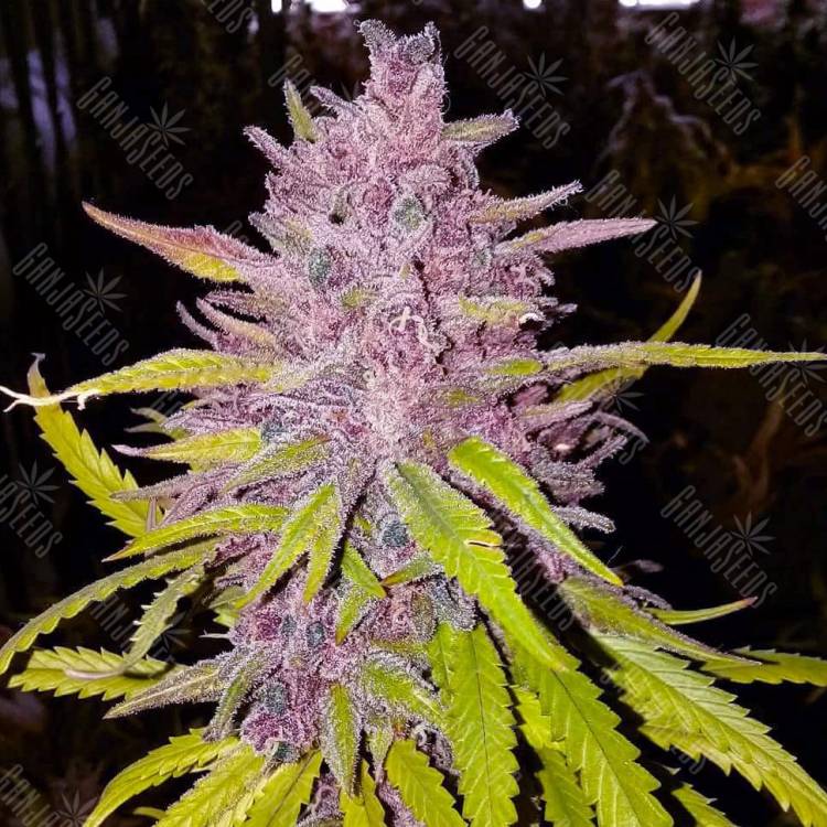 Point Of No Return x AK 47 (Powerful) regular Ganja Seeds