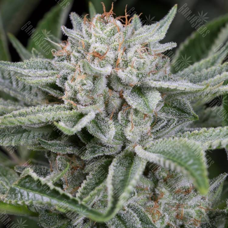 Auto Blue Cheese feminised Barneys Farm