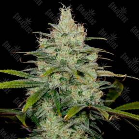 Cheese CBD feminised Dinafem Seeds