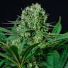 качественные семена конопли Cheese CBD feminised Dinafem Seeds