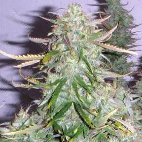 Gagarin Haze feminised Dutch Passion Seeds