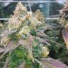 семена конопли для выращивания Dream Berry feminised Female Seeds семена конопли для выращивания Dream Berry feminised Female Seeds