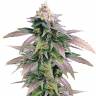 семена конопли марихуаны Dream Berry feminised Female Seeds семена конопли марихуаны Dream Berry feminised Female Seeds