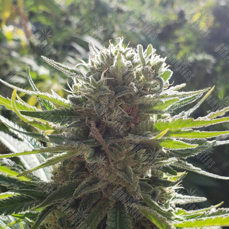 хорошие семена конопли Afrodite feminised Kannabia Seeds хорошие семена конопли Afrodite feminised Kannabia Seeds