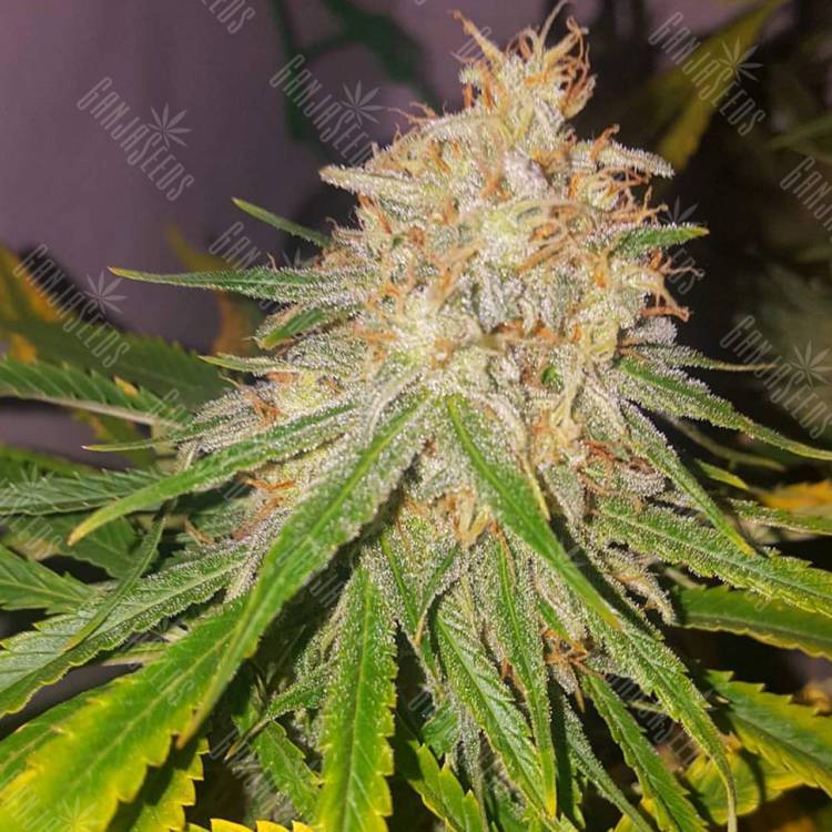 мощные семена конопли Lemon OG Candy feminised Philosopher Seeds мощные семена конопли Lemon OG Candy feminised Philosopher Seeds