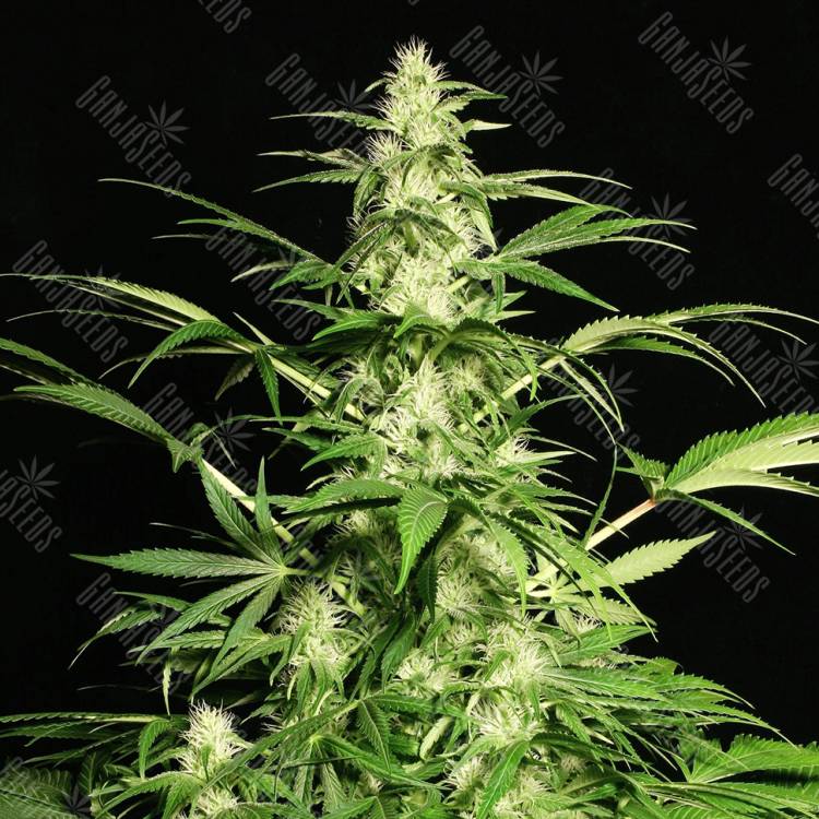 семена конопли в фирменной упаковке White Russian feminised Serious Seeds семена конопли в фирменной упаковке White Russian feminised Serious Seeds