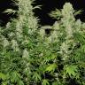 семена конопли интернет магазин White Russian feminised Serious Seeds семена конопли интернет магазин White Russian feminised Serious Seeds