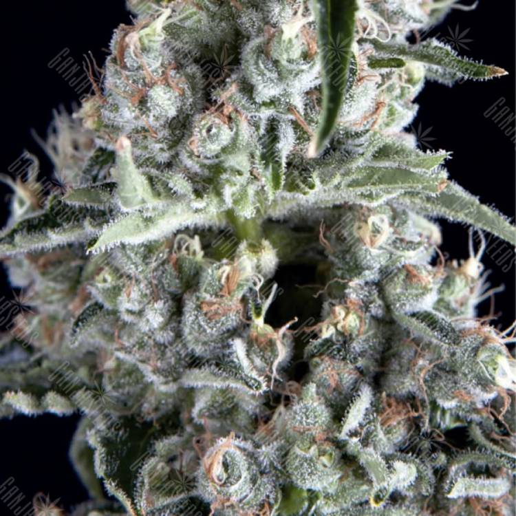 семена сортовой конопли Boca Negra feminised Trikoma Seeds семена сортовой конопли Boca Negra feminised Trikoma Seeds