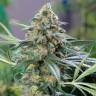 семена сортовой конопли OG Kush feminised