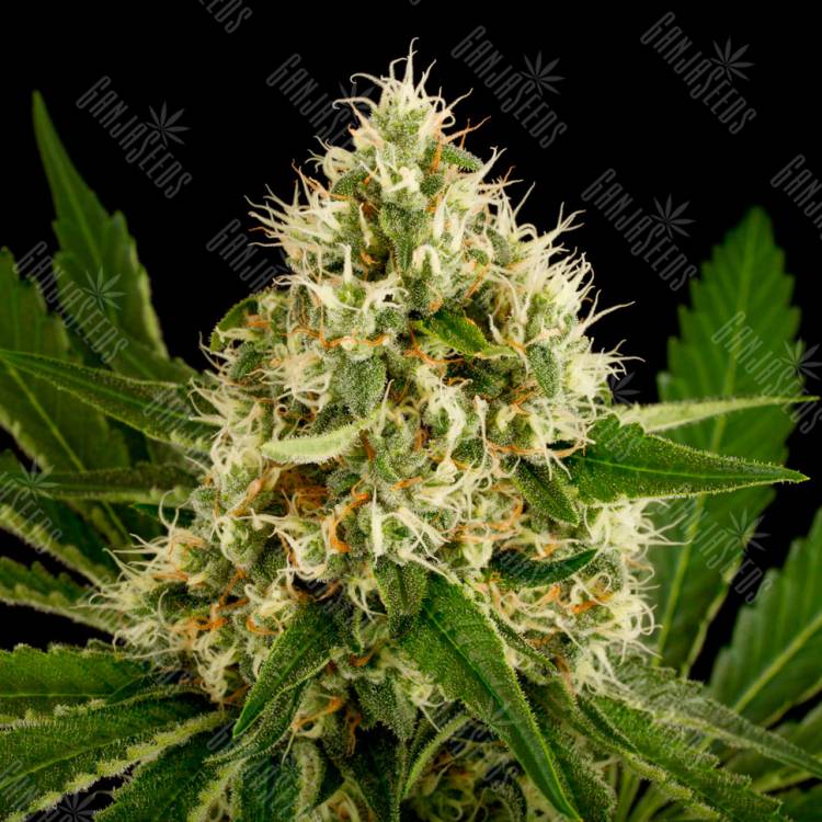 заказ семян конопли OG Kush feminised