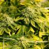 заказ семян конопли Era feminised