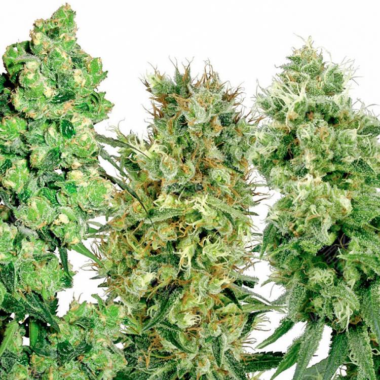 семена конопли для курения Safari Mix regular Mandala Seeds семена конопли для курения Safari Mix regular Mandala Seeds