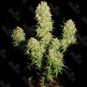 Auto Chronic feminised Ganja Seeds