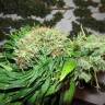 купить семена конопли анонимно Auto Talas feminised