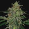 семена конопли для курения Auto Blue Mammoth feminised Barneys Farm семена конопли для курения Auto Blue Mammoth feminised Barneys Farm